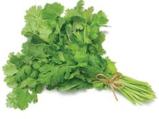 Fresh Coriander